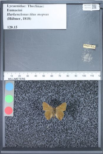 Media type: image; Entomology 71012